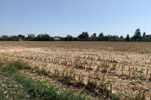 Ein Maisfeld in ländlicher Umgebung, umgeben von Gras und Bäumen, mit Häusern im Hintergrund und einem klaren blauen Himmel.