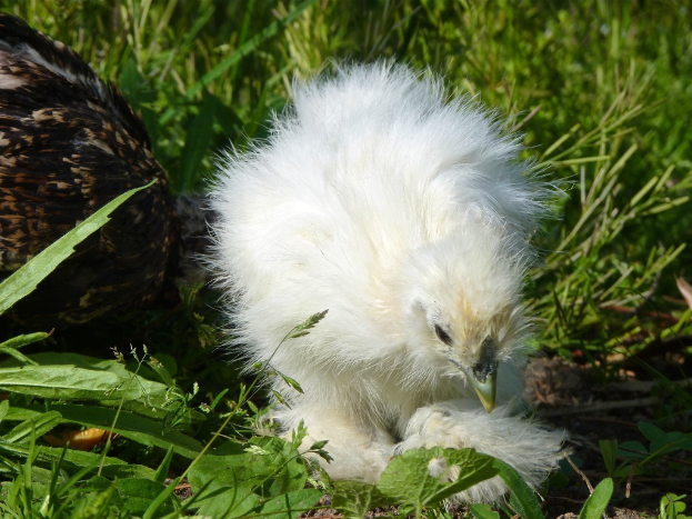 Schwarze und weiße Hühner auf Gras.