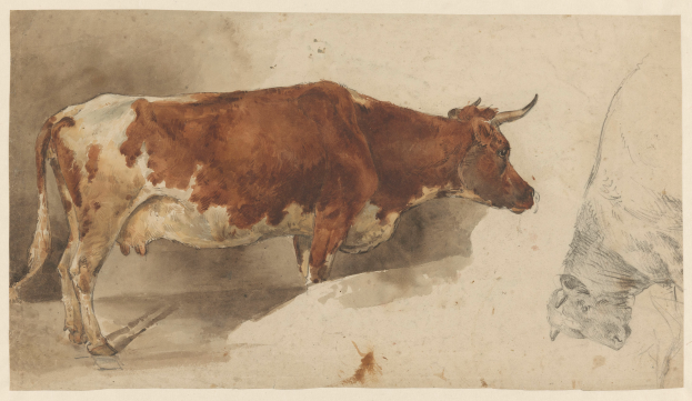 Eine braune und weiße Kuh steht aufrecht mit erhobenem Kopf und aufgestellten Ohren neben einer anderen Kuh auf einem Blatt Papier, beide Kühe zeigen in verschiedene Richtungen und wirken zufrieden.