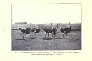 Eine Schar von Straußen auf einer kalifornischen Straußenfarm mit einem Zaun, einem Haus und einem Himmel im Hintergrund und Text unten.