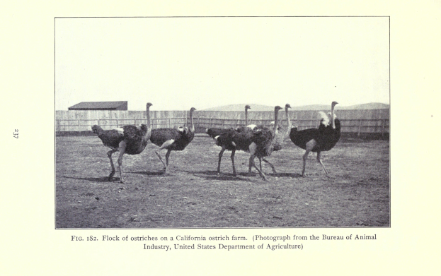 Eine Schar von Straußen auf einer kalifornischen Straußenfarm mit einem Zaun, einem Haus und einem Himmel im Hintergrund und Text unten.
