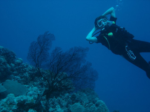 Eine Person taucht im Meer mit sichtbaren Unterwasserpflanzen, die sich im oberen rechten Bildrand befinden.