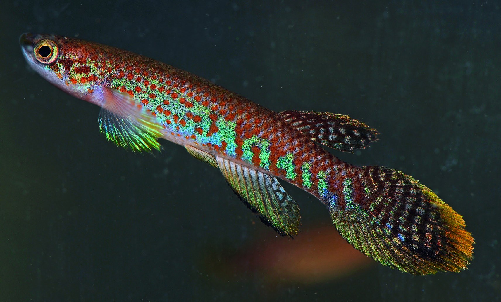 Ein buntes Killifisch mit einer Mischung aus rot, blau, grün und gelben Farben schwimmt im Wasser.