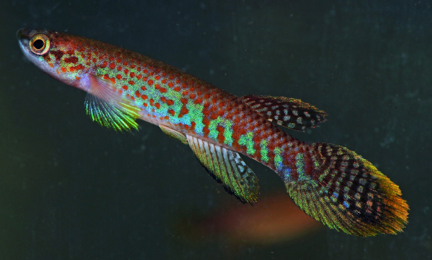 Ein buntes Killifisch mit einer Mischung aus rot, blau, grün und gelben Farben schwimmt im Wasser.