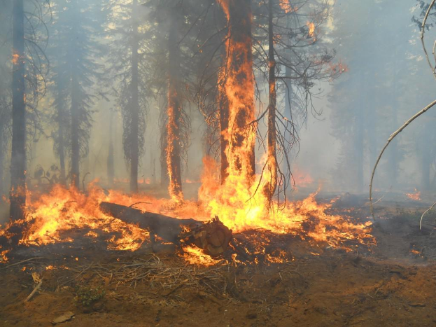 Ein Feuer, das in einem bewaldeten Gebiet brennt, mit sichtbaren B"aumen.