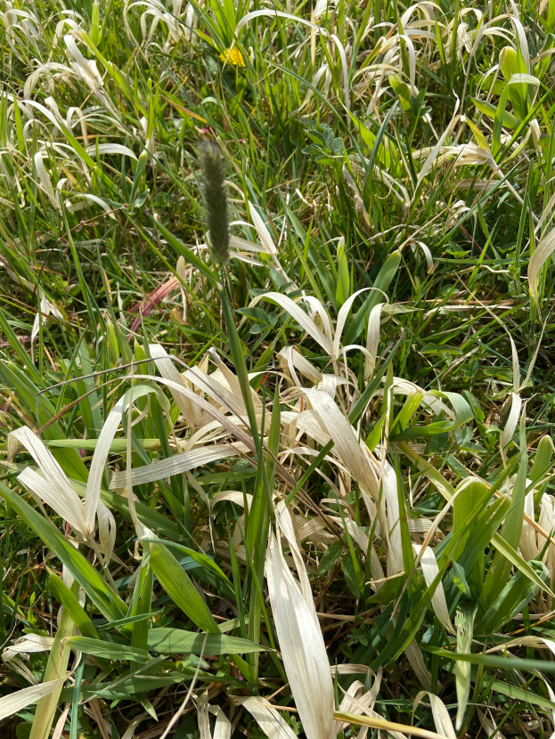 Nahaufnahme eines grasbewachsenen Feldes mit hohem, grünem Borstengras, das im Wind schwingt, unter strahlendem Sonnenschein.