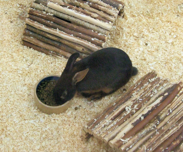 Ein Kaninchen frisst Futter in der Nähe von hölzernen Bauen.