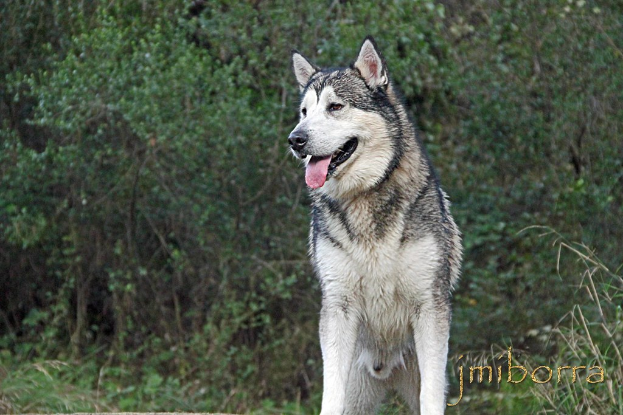 Ein Wolf steht im Vordergrund mit Bäumen und Pflanzen im Hintergrund und Text ist in der rechten unteren Ecke sichtbar.