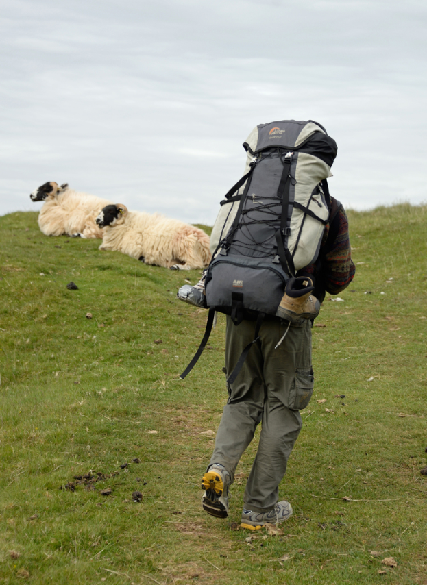 Ein Mann mit einem Touristenkoffer steht auf einer grünen Wiese mit zwei Schafen in der Nähe.