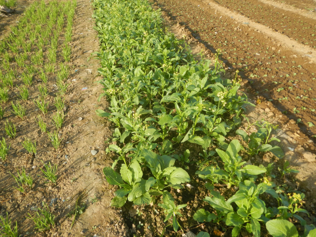 Ein Sojabohnenfeld mit grünen Pflanzen unter einem strahlend blauen Himmel.