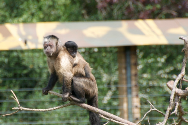 Ein Affe und sein Baby sitzen auf einem Ast.