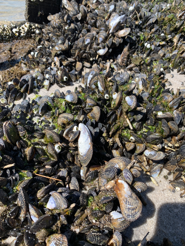 Ein Haufen Muscheln, der auf einem sandigen Strand verstreut ist, mit Wasser und Sonne im Hintergrund.