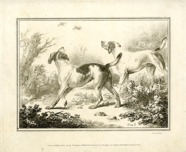 Zwei Hunde, die durch einen bewaldeten Bereich laufen, mit Pflanzen und Bäumen, und mit Text am unteren Rand des Bildes.