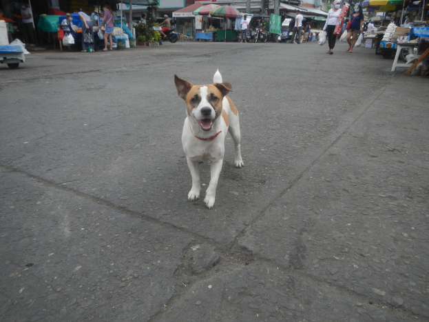 Ein Hund läuft die Straße vor einem Markt entlang, umgeben von Menschen mit Taschen, Fahrzeugen, Ständen, Schirmen und anderen Gegenständen im Hintergrund unter einem klaren blauen Himmel.
