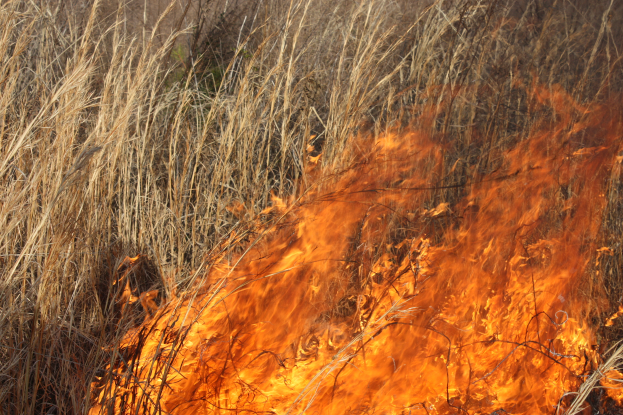 Ein kontrollierter Brand brennt in einem Feld, mit hohem Gras, das in Flammen steht und Rauch in den Himmel aufsteigt.