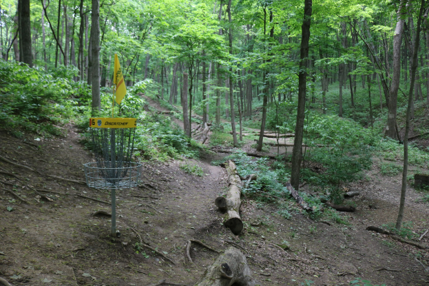 Ein Disc-Golf-Platz in einem Waldgebiet mit einem Korb und einem informativen gelben Schild, umgeben von Bäumen, Vegetation und verstreuten Holzstämmen.