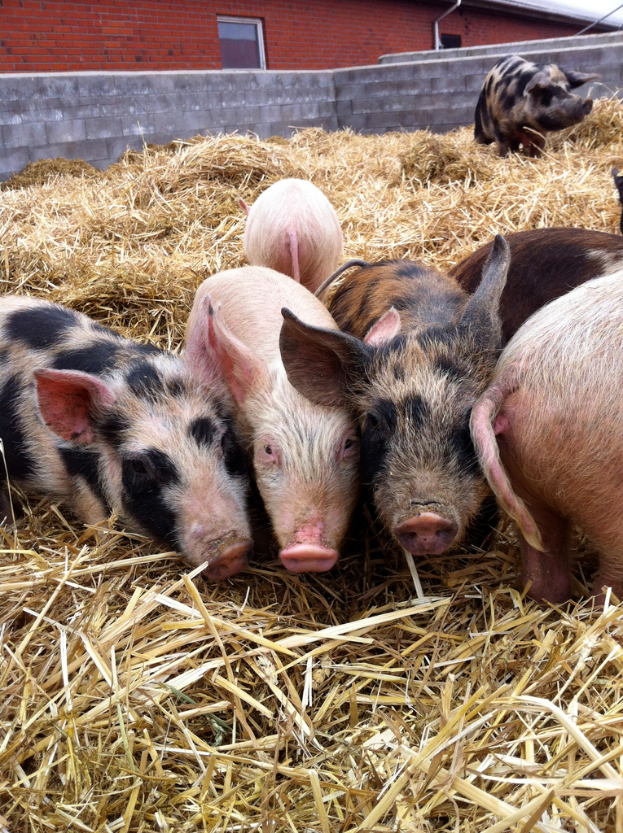 Schweine stehen im Zentrum eines Bildes mit trockenem Gras unten, einem Haus im Hintergrund und einer Wand.