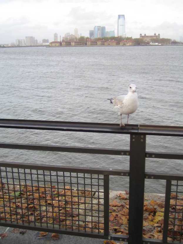 Ein Zaun mit trockenen Blättern auf dem Boden, ein Vogel in der Nähe, mit Bäumen, Wasser und einem klaren Himmel im Hintergrund.