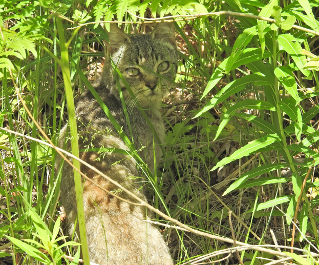 Eine Wildkatze mit braun-schwarzem gestreiftem Fell sitzt in hohem Gras, umgeben von üppiger grüner Vegetation, und schaut wachsam in die Ferne.