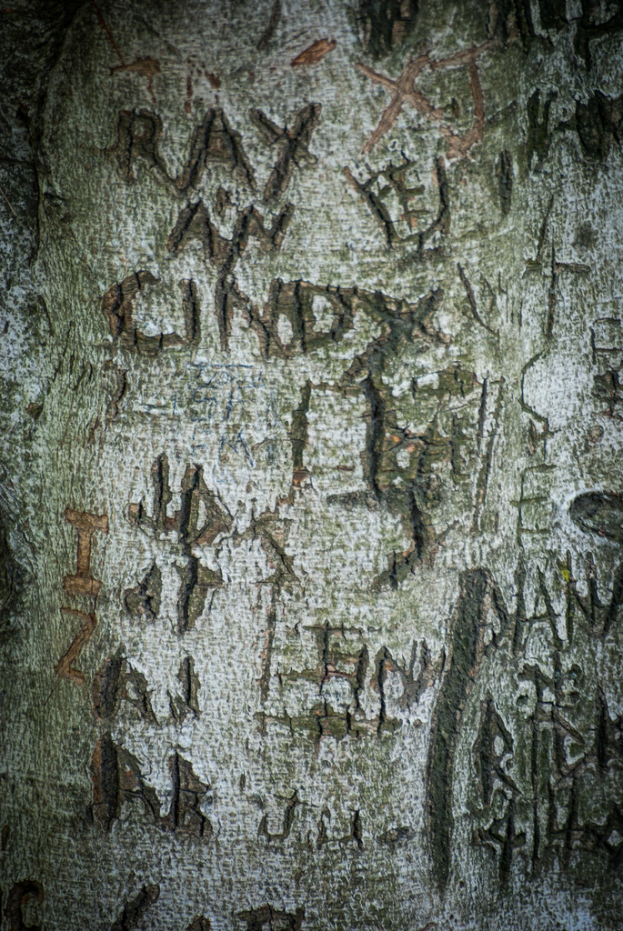Text ist auf der Oberfl√§che eines Baumstamms sichtbar.