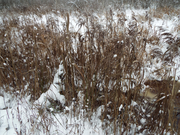 Ein Feld mit hohem Gras, das von unber"uhrtem Schnee bedeckt ist, mit B"umen im Hintergrund, die eine friedliche Winterszene schaffen.