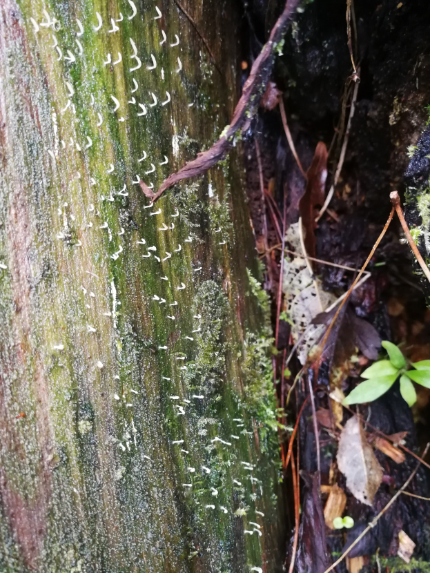 Ein Nahaufnahme eines Baumstamms im Wald, der mit dicker Moosschicht bedeckt ist und auf der rechten Seite ein paar Blätter und Zweige hat.