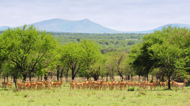 Eine Gruppe Rehe auf Gras mit Bäumen, Hügeln und Himmel im Hintergrund.